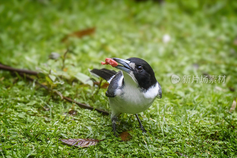 灰伯劳鸟(Cracticus torquatus)